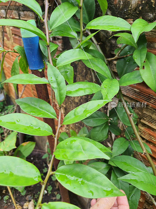 Pereskia aculeata，又名ora-pro-nóbis, orabrobó， lobrobó或lobrobô，是一种叶状藤蔓仙人掌。因为它们富含铁，有助于治疗贫血。